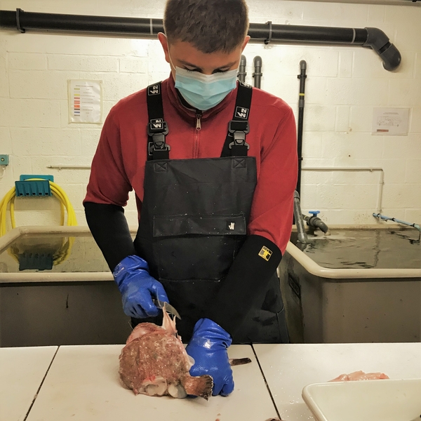 Les futurs marins apprennent à découper le poisson
