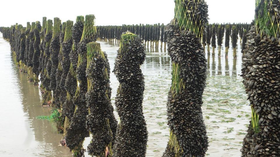 3 jours pour découvrir les techniques d'élevage de la moule à Pénestin