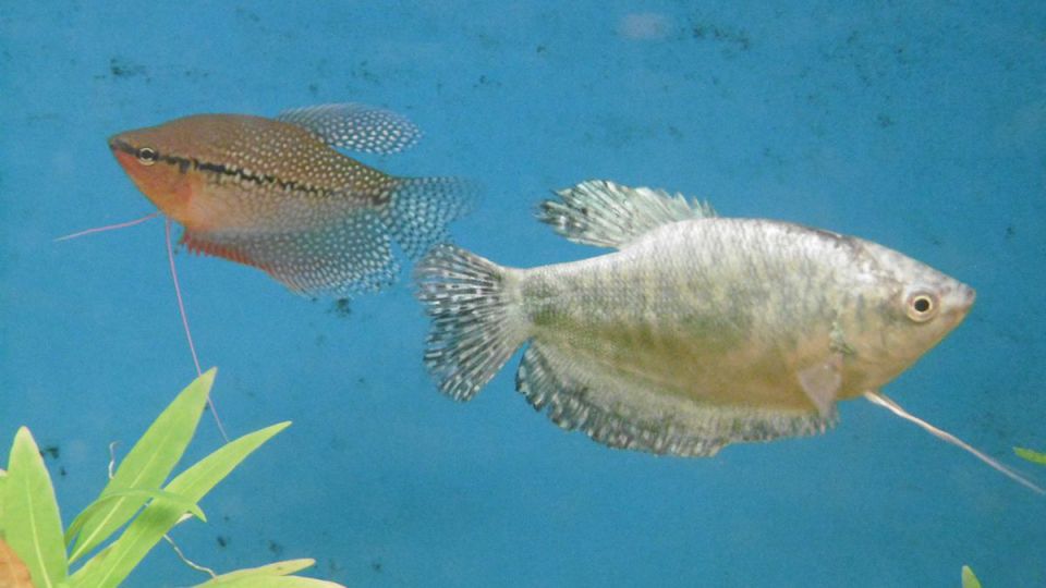 Comme des poissons dans l'eau…